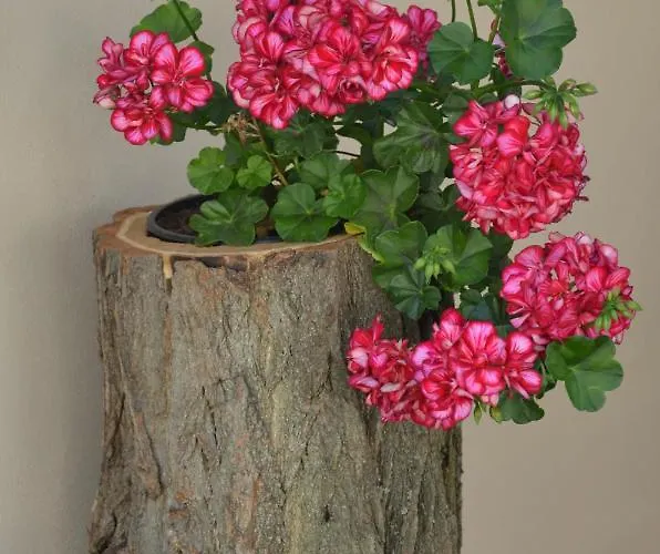 U Konicka بيت ضيافة 3*